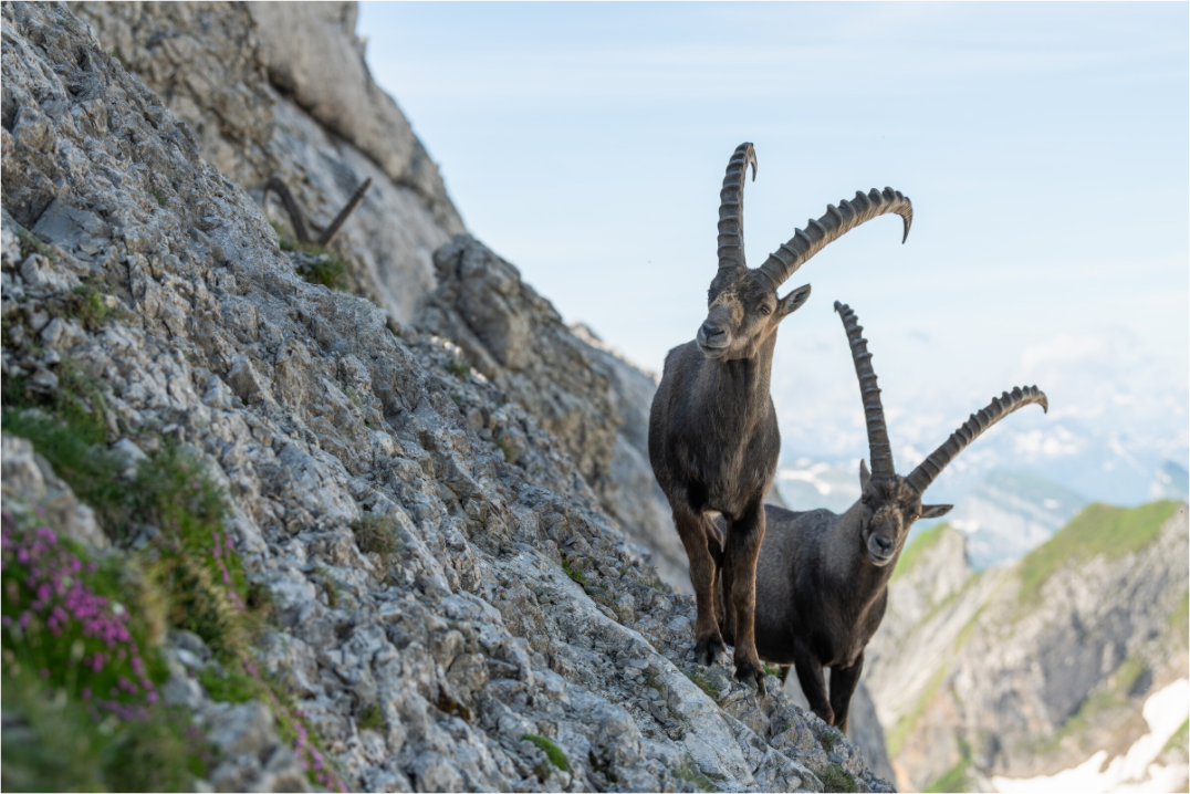 Bouquetin Alpes