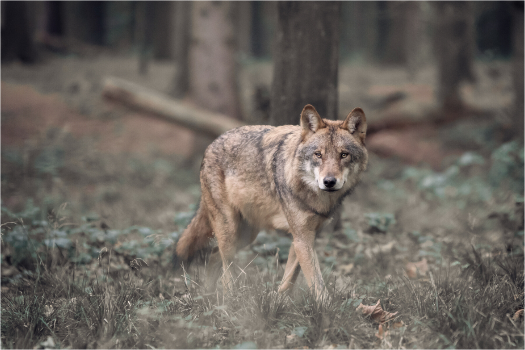 Loup Vosges
