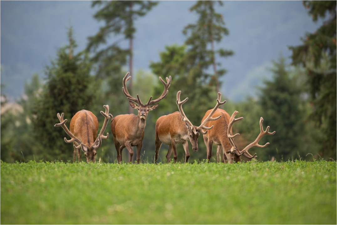 Cerf Alpes
