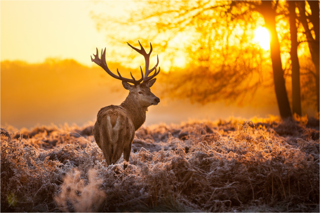 Cerf Sologne